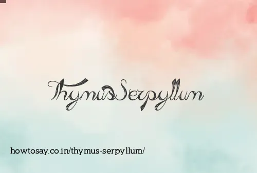 Thymus Serpyllum