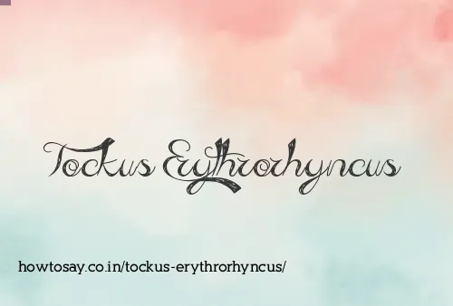 Tockus Erythrorhyncus
