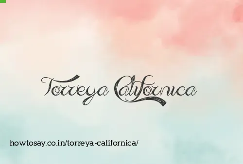 Torreya Californica