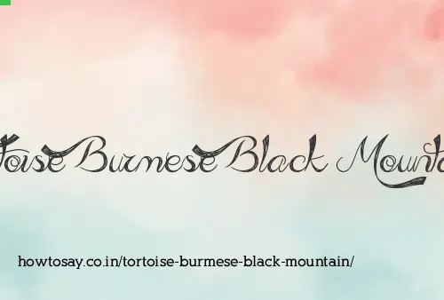 Tortoise Burmese Black Mountain