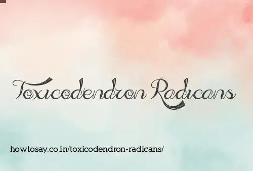 Toxicodendron Radicans