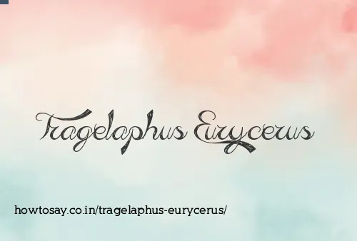 Tragelaphus Eurycerus