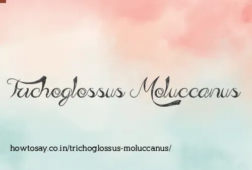 Trichoglossus Moluccanus