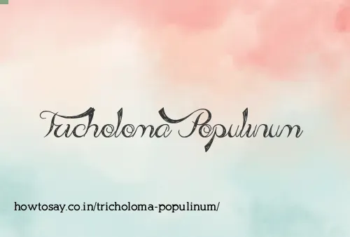 Tricholoma Populinum