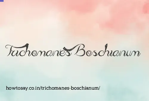 Trichomanes Boschianum