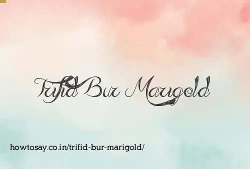 Trifid Bur Marigold