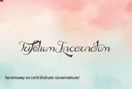 Trifolium Incarnatum