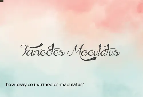 Trinectes Maculatus