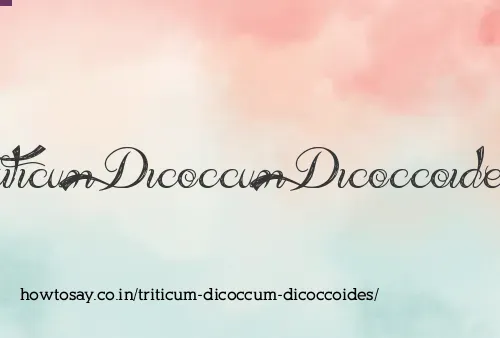 Triticum Dicoccum Dicoccoides
