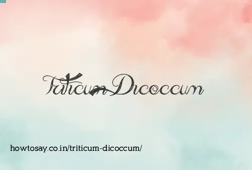Triticum Dicoccum