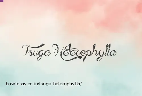 Tsuga Heterophylla