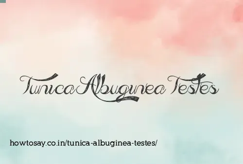 Tunica Albuginea Testes
