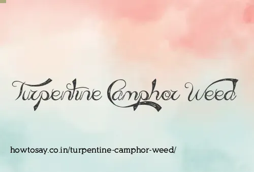 Turpentine Camphor Weed