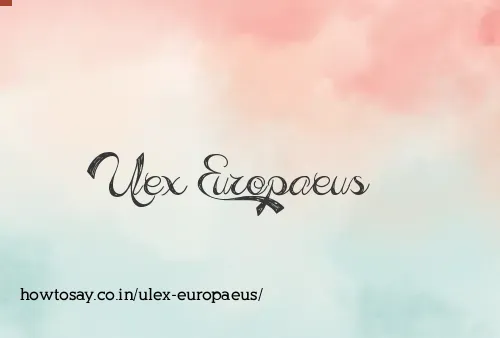 Ulex Europaeus