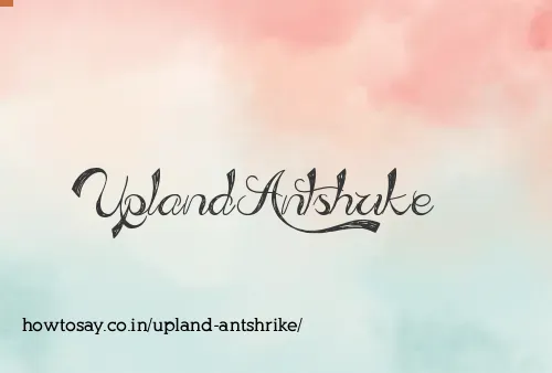 Upland Antshrike
