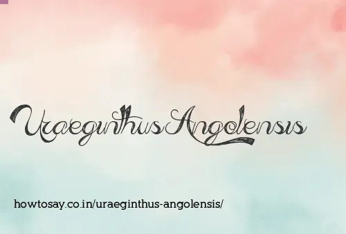 Uraeginthus Angolensis