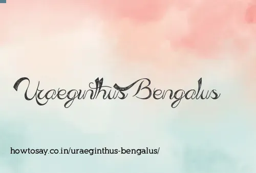 Uraeginthus Bengalus