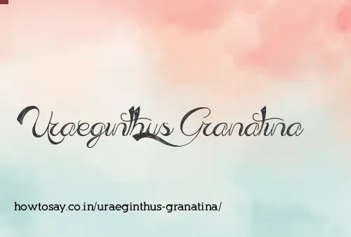 Uraeginthus Granatina