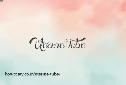 Uterine Tube