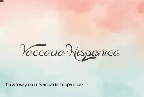 Vaccaria Hispanica