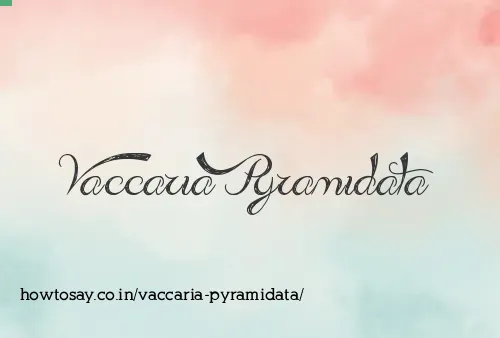 Vaccaria Pyramidata