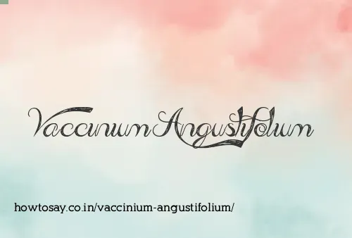 Vaccinium Angustifolium