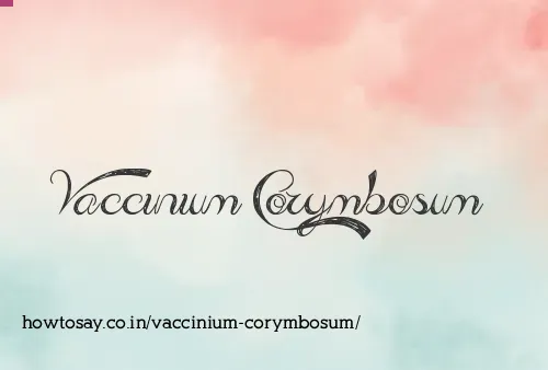 Vaccinium Corymbosum