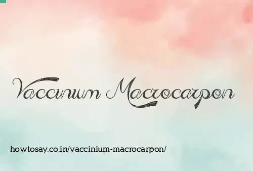 Vaccinium Macrocarpon