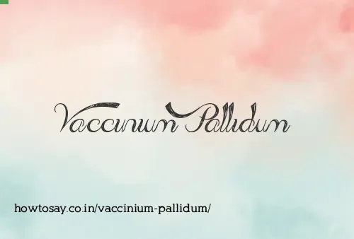 Vaccinium Pallidum