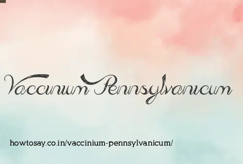 Vaccinium Pennsylvanicum
