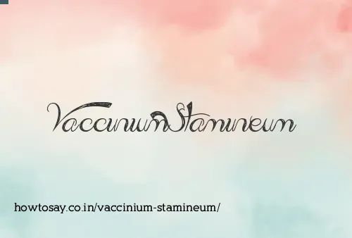 Vaccinium Stamineum