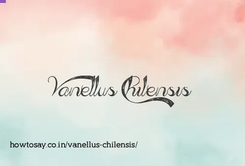 Vanellus Chilensis