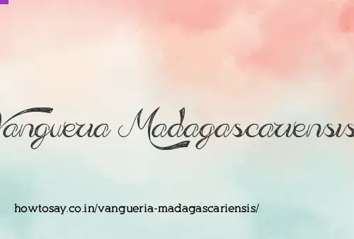 Vangueria Madagascariensis
