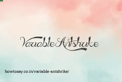 Variable Antshrike