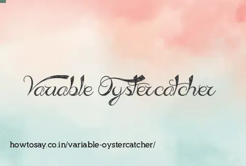 Variable Oystercatcher