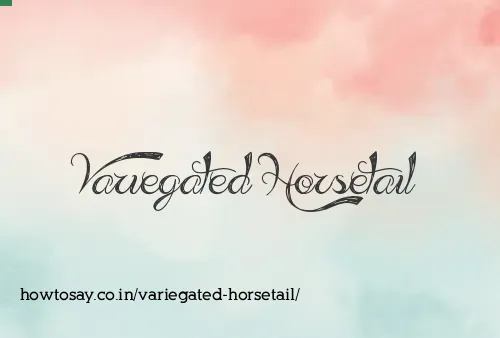 Variegated Horsetail