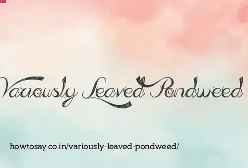 Variously Leaved Pondweed