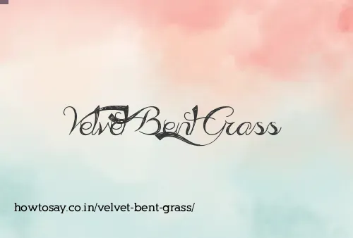 Velvet Bent Grass