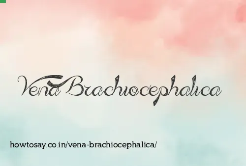 Vena Brachiocephalica
