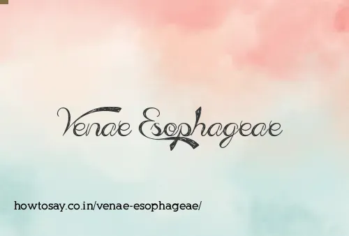 Venae Esophageae