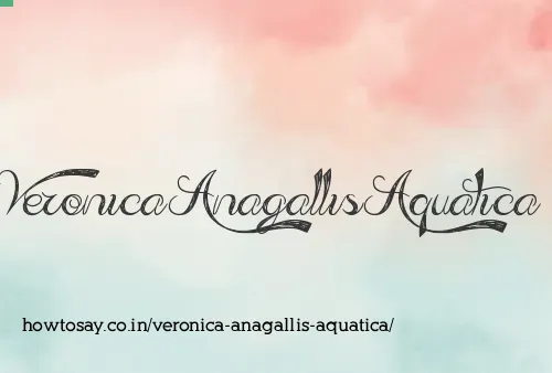 Veronica Anagallis Aquatica