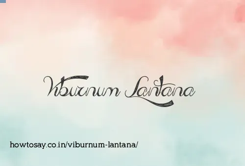 Viburnum Lantana