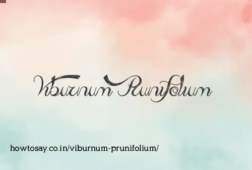 Viburnum Prunifolium