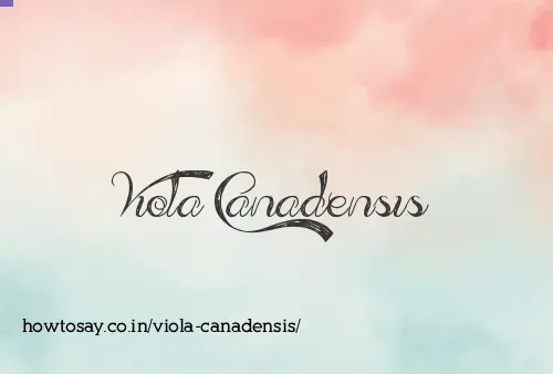 Viola Canadensis