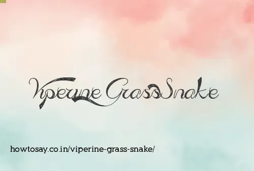 Viperine Grass Snake