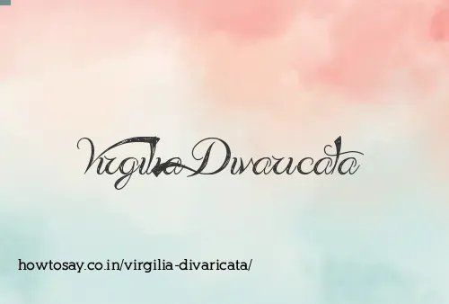 Virgilia Divaricata