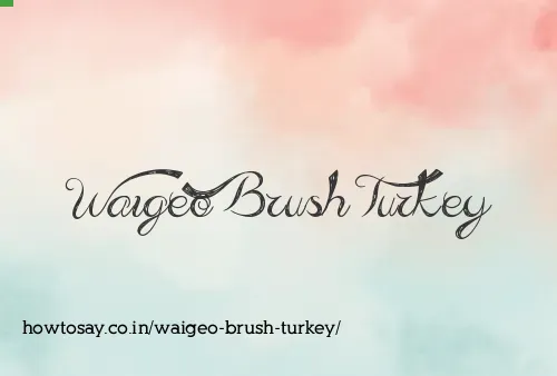 Waigeo Brush Turkey
