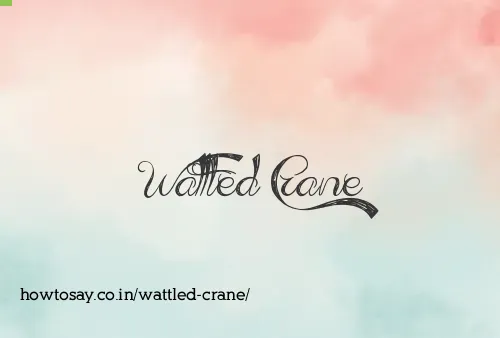 Wattled Crane