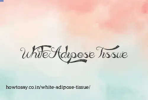 White Adipose Tissue