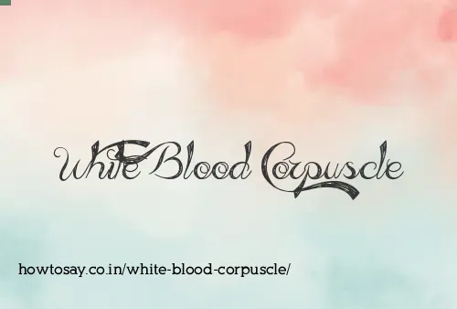 White Blood Corpuscle